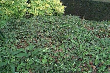 Hedera helix P9 - afbeelding 10