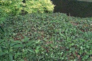 Hedera helix P9 - afbeelding 10