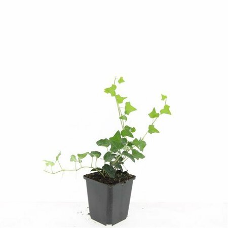 Hedera helix P9 - afbeelding 7