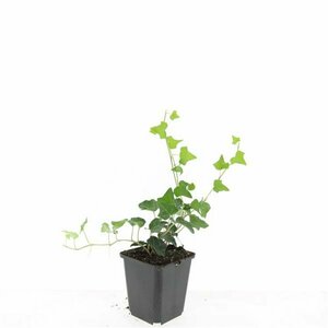 Hedera helix P9 - afbeelding 7