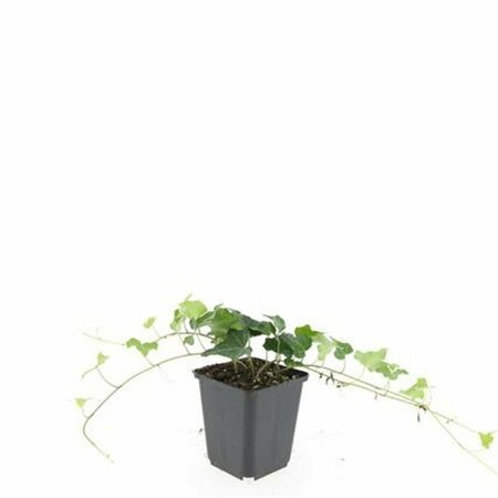 Hedera helix P9 - afbeelding 6