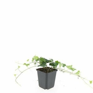 Hedera helix P9 - afbeelding 6