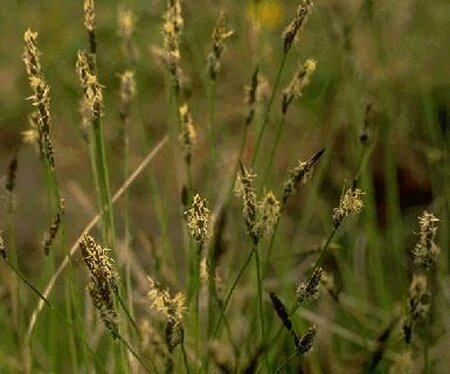 Carex umbrosa P9