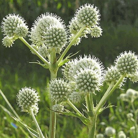 Eryngium yuccifolium P9 PlanetProof - afbeelding 4
