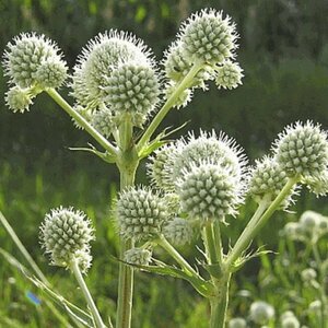 Eryngium yuccifolium P9 PlanetProof - afbeelding 4