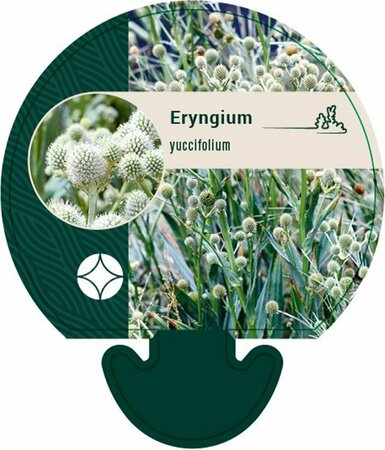 Eryngium yuccifolium P9 PlanetProof - afbeelding 2