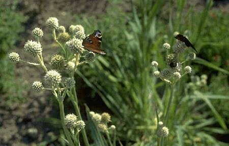 Eryngium yuccifolium P9 PlanetProof - afbeelding 1