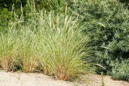 Ammophila arenaria C1.5 - afbeelding 4