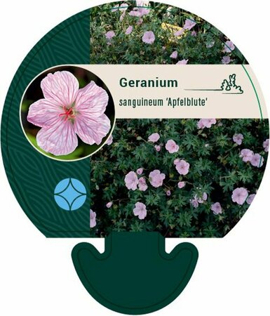 Geranium sanguineum 'Apfelblute' P11 - afbeelding 6