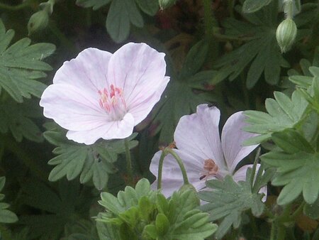 Geranium sanguineum 'Apfelblute' P11 - afbeelding 2
