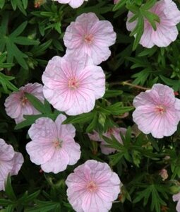 Geranium sanguineum 'Apfelblute' P11 - afbeelding 5