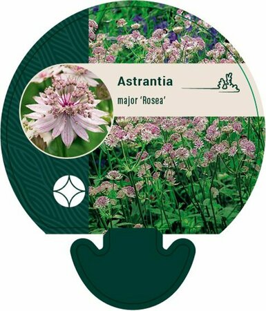 Astrantia major 'Rosea' P11 - afbeelding 2