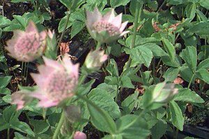 Astrantia major 'Rosea' P11