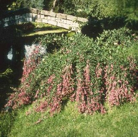 Lespedeza thunbergii 30/40 C.