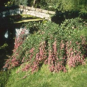 Lespedeza thunbergii 30/40 C.