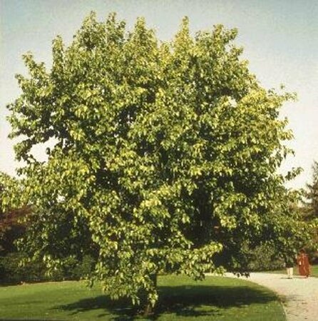 Morus alba 80/100 C.