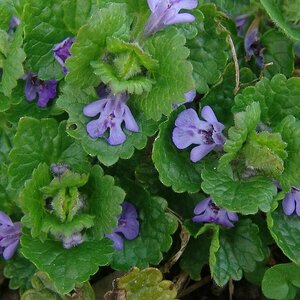 Glechoma hederacea C1