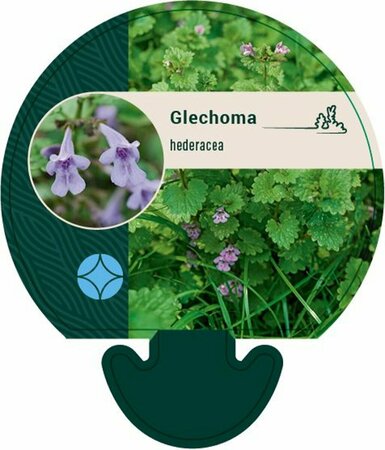 Glechoma hederacea C1