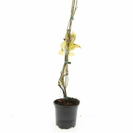 Parthenocissus quinquefolia 'Engelmannii' 125/150 C. - afbeelding 2