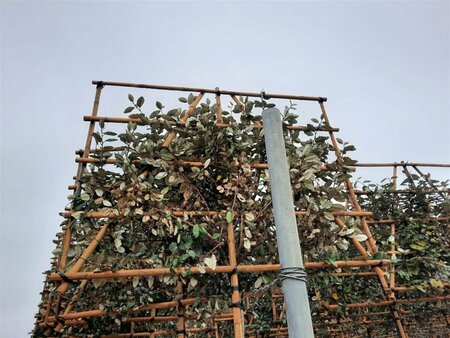 Elaeagnus ebbingei 'Compacta' ST. 190 6-8 C. Lei - afbeelding 2