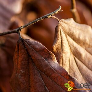Parrotia persica 'Vanessa' 8-10 C.  - afbeelding 2