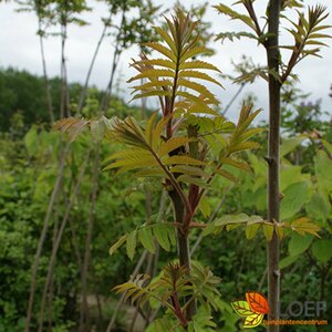 Rhus typhina 275/300 C. Meerstammig