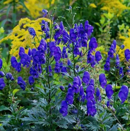Aconitum carmichaelii 'Arendsii' P9 PlanetProof - afbeelding 1