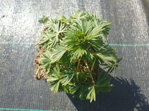 Aconitum carmichaelii 'Arendsii' P9 PlanetProof - afbeelding 5