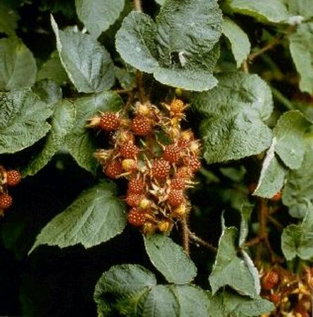 Rubus phoenicolasius 60/80 C.