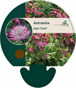 Astrantia major 'Claret' P11 - afbeelding 2