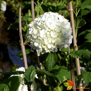 Viburnum opulus 'Compactum'