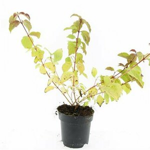 Cornus sanguinea 'Midwinter Fire' 150/175 C. - afbeelding 10
