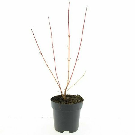 Cornus sanguinea 'Midwinter Fire' 150/175 C. - afbeelding 9