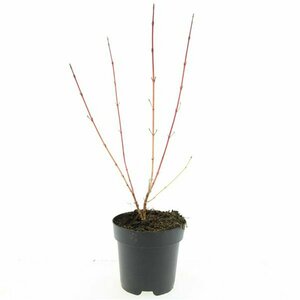 Cornus sanguinea 'Midwinter Fire' 150/175 C. - afbeelding 9