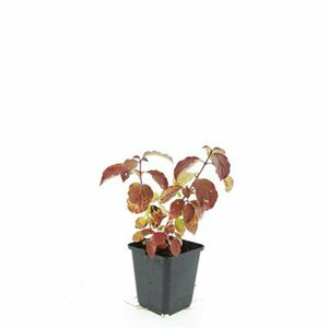Cornus sanguinea 'Midwinter Fire' 150/175 C. - afbeelding 4