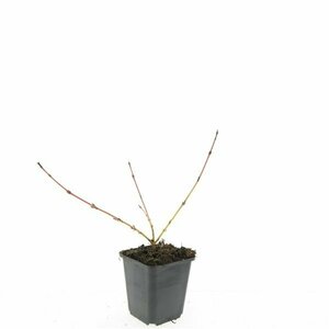 Cornus sanguinea 'Midwinter Fire' 100/125 C. - afbeelding 8