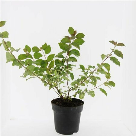 Cornus sanguinea 'Midwinter Fire' 100/125 C. - afbeelding 12