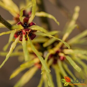 Hamamelis mollis 125/150 C.