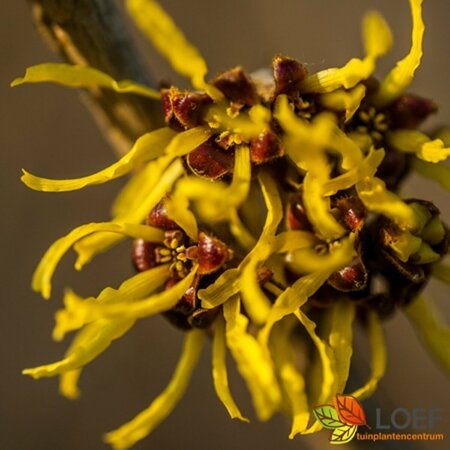 Hamamelis intermedia 'Arnold Promise' 100/125 C. - afbeelding 4