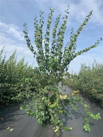 Philadelphus 'Schneesturm'