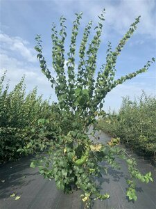Philadelphus 'Schneesturm' 100/125 C.