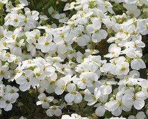 Arabis caucas. 'Schneehaube' P9