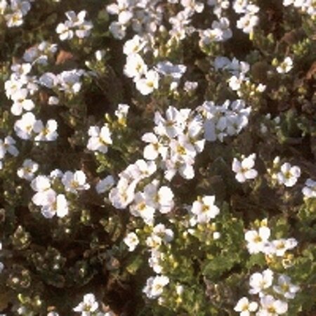 Arabis caucas. 'Schneehaube' P9 - afbeelding 2