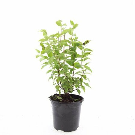 Philadelphus 'Belle Etoile' 100/125 C. - afbeelding 3