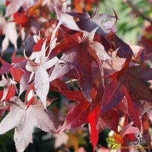 Liquidambar styraciflua 6-8 C.