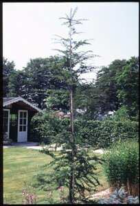 Nothofagus antarctica 150/175 C.