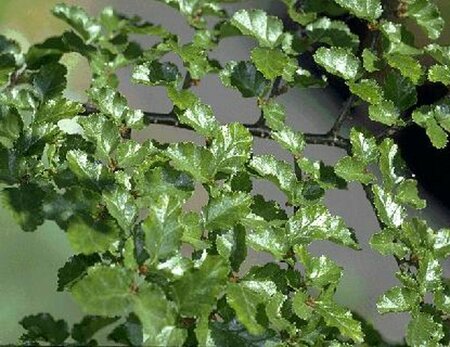 Nothofagus antarctica 150/175 C. - afbeelding 2