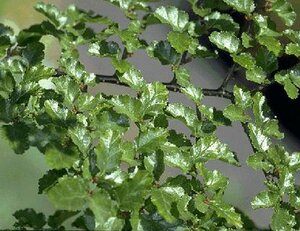 Nothofagus antarctica 150/175 C. - afbeelding 2