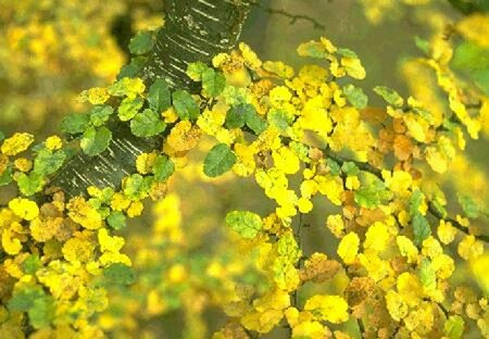 Nothofagus antarctica 150/175 C. - afbeelding 4