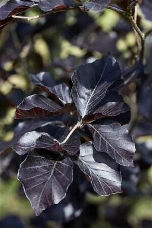 Fagus sylvatica 'Dawyck Purple' 225/250 C. Geveerd  - afbeelding 1